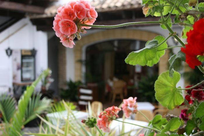 Hostal Torre De Guzman Conil De La Frontera Exterior photo
